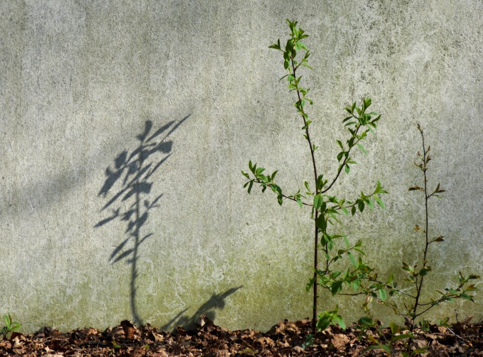 Light leaves green