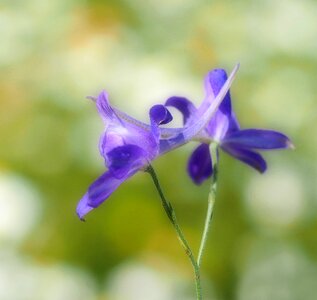 Violet blossom bloom