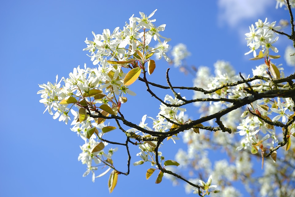Blütenmeer spring tree