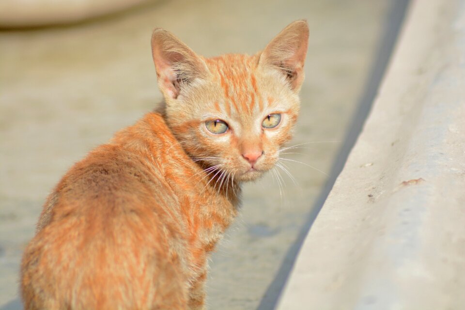 Pet close brown