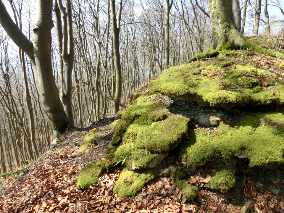 Schaumburg weser uplands landscape