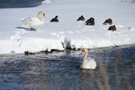 Nature winter bird