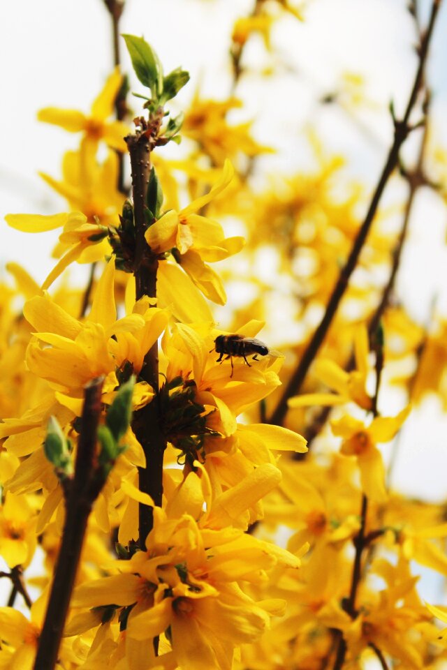 Stangeblueter forsythia hedge forsythia