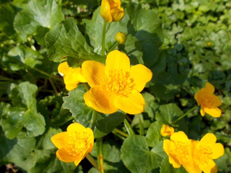 Flower of course beautiful flower