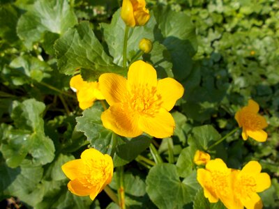 Flower of course beautiful flower