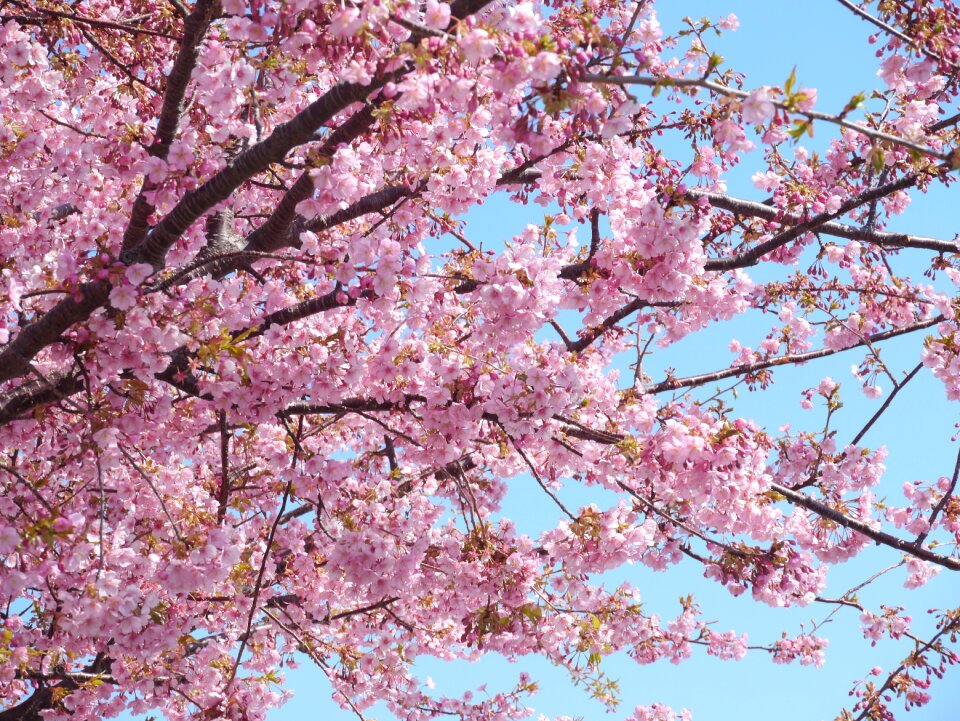 Izu peninsula pink early spring