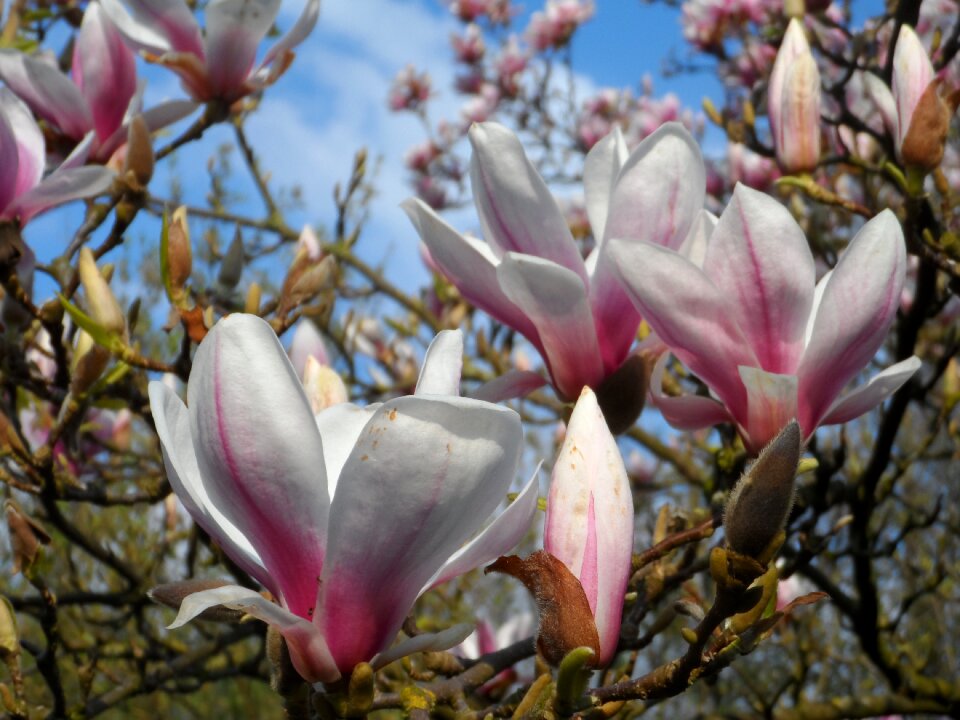Tree nature flower