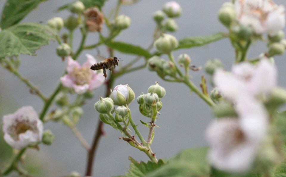 Forage garden flight
