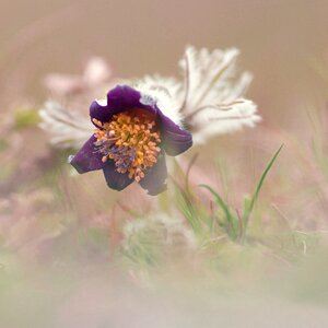 Flower protected purple