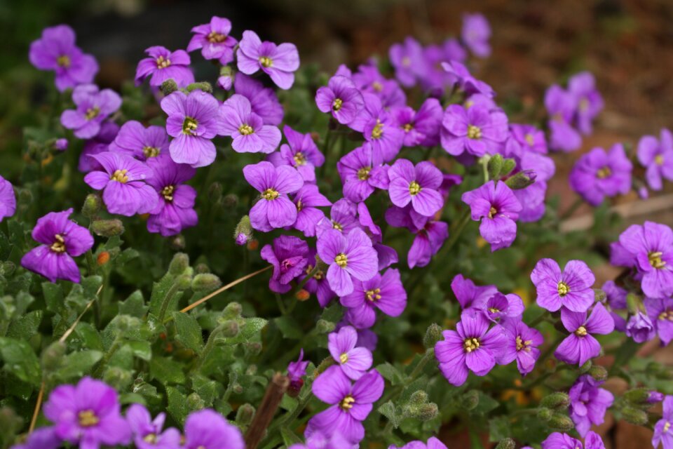 Flower rockery purple flower