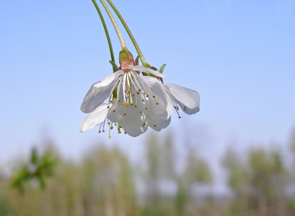 White flowering spring