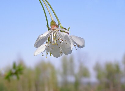 White flowering spring