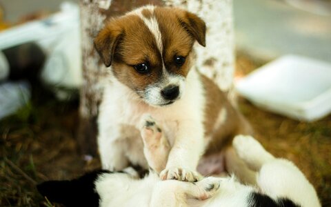 Dog play cute