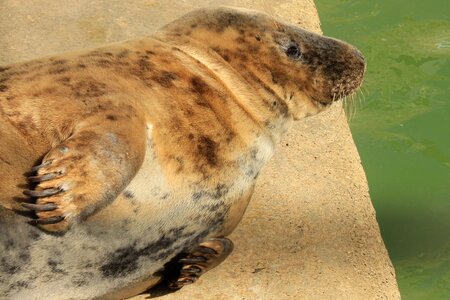Animal wildlife