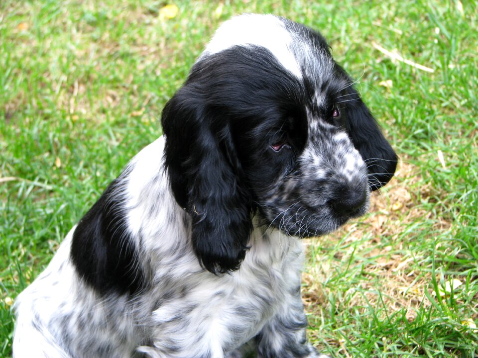 Cocker cute animal