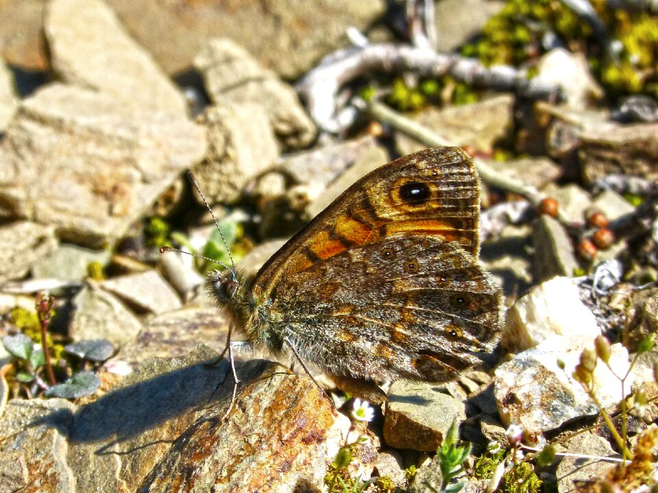 Folded wings detail orange butterfly