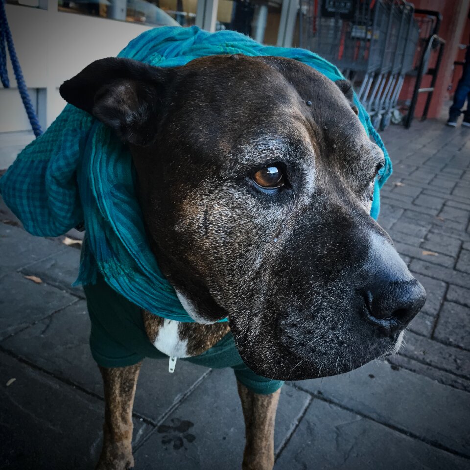 Elderly dressed up scarf