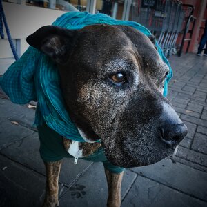 Elderly dressed up scarf photo