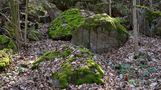 Green nature forest