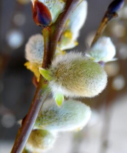 Blossom kitten bud branch