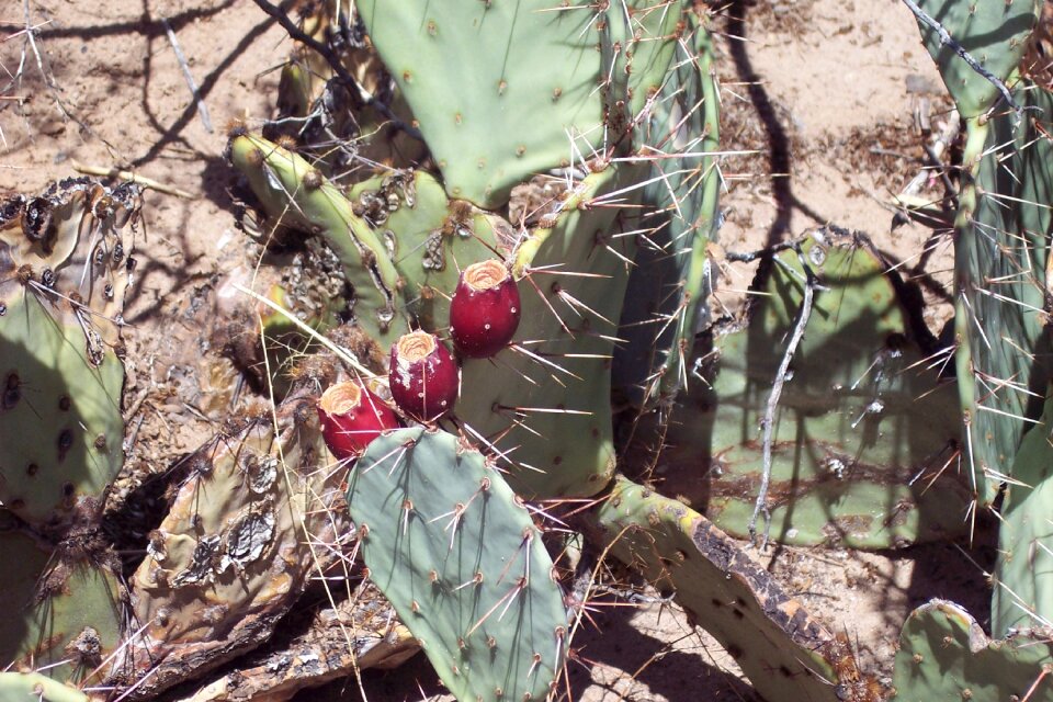 Vegetation succulent desert