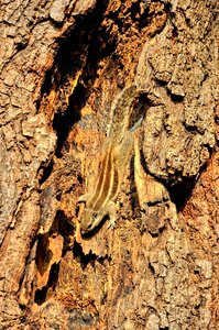 Tree rodent camouflage