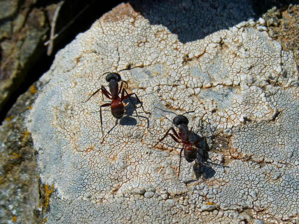 Couple detail rock