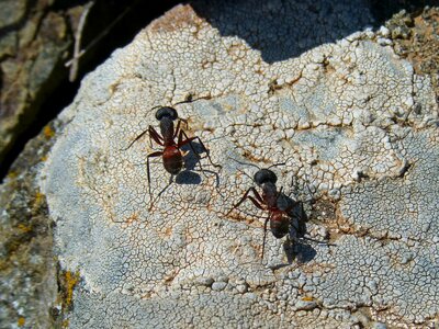 Couple detail rock