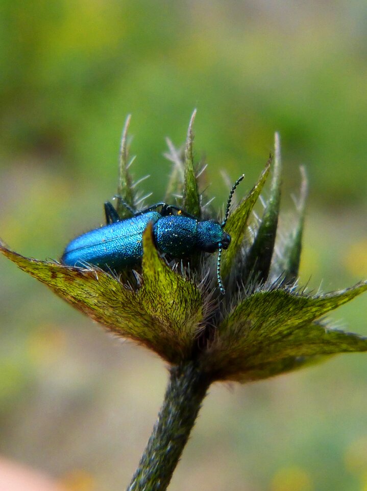 Psilothrix cyaneus coleoptera green beetle