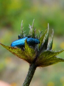Psilothrix cyaneus coleoptera green beetle