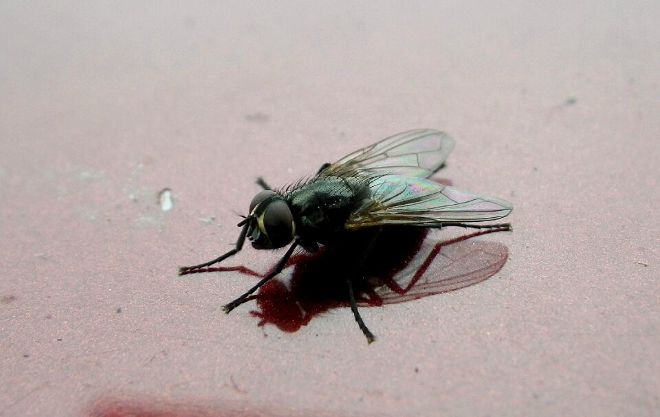 Insect animals macro