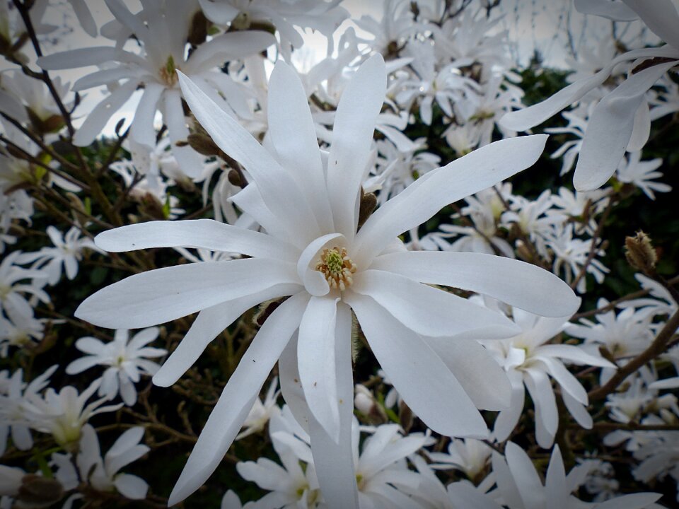 Blossom bloom white