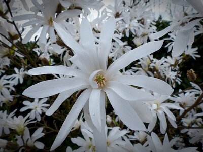 Blossom bloom white photo