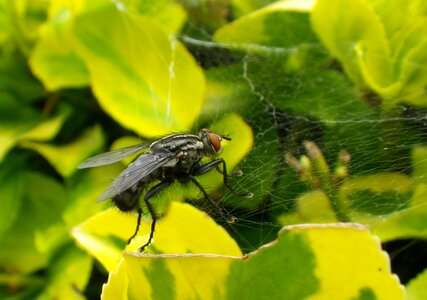 Fly insect cobweb