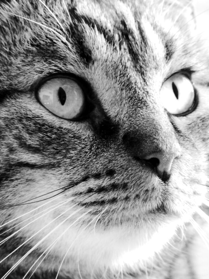 Feline look black and white