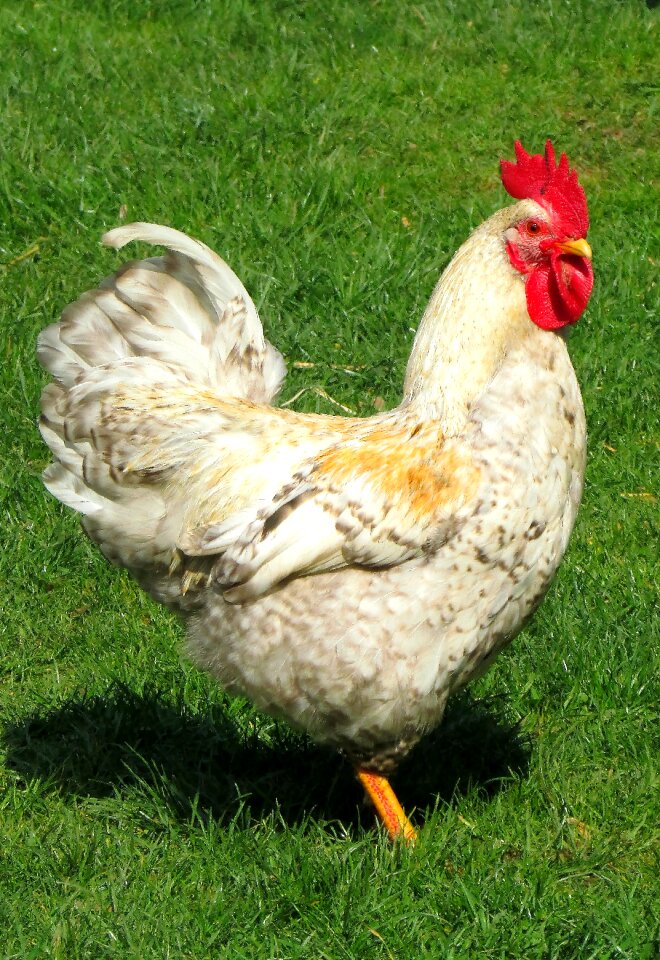 Feather farm gockel