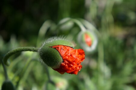 Plant red poppy