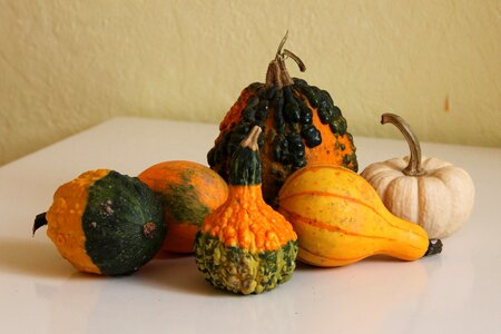 Pumpkin crop autumn