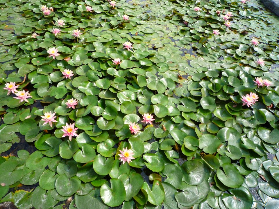 Lotus plant flowers