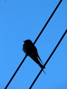 Cables silhouette backlight