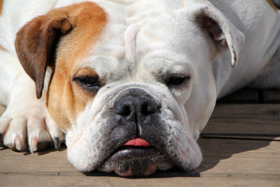 Livestock bulldog pets