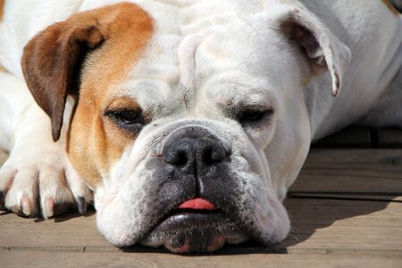 Livestock bulldog pets