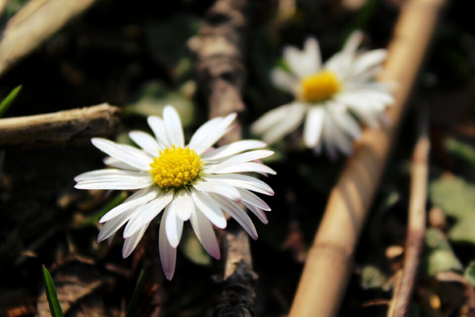 Close up white spring