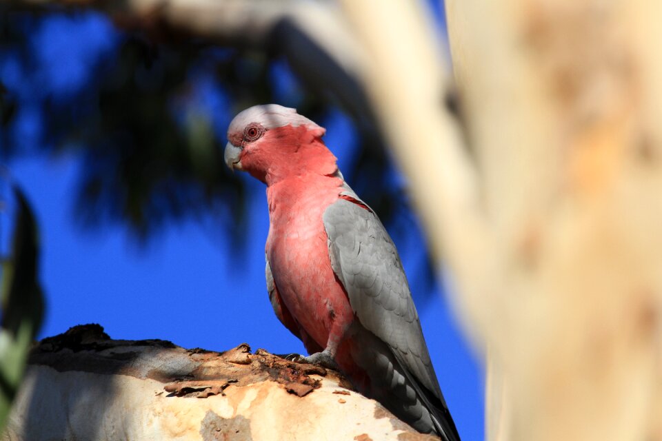Australia parrot nature