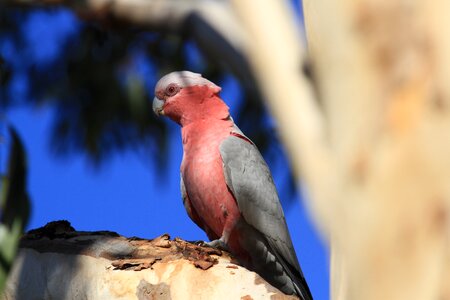Australia parrot nature