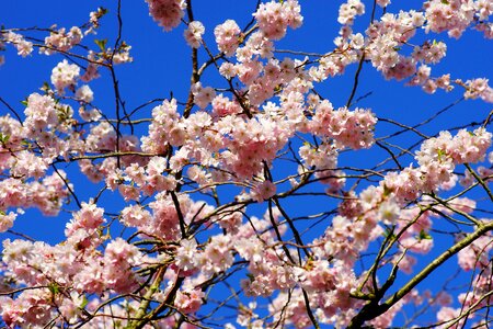 Blossom bloom japanese flowering cherry photo