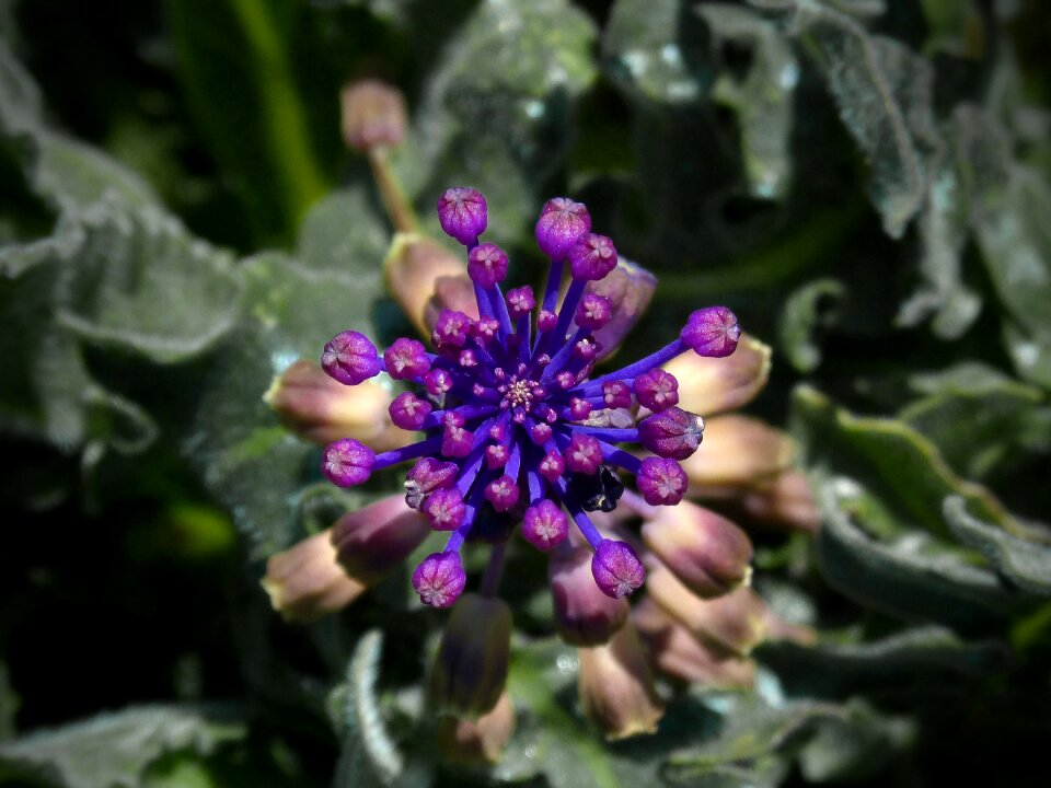 Symmetry detail lilac