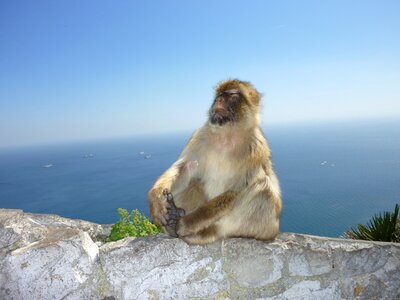 Gibraltar monkey mountain self confidence photo
