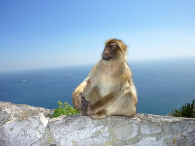 Gibraltar monkey mountain self confidence