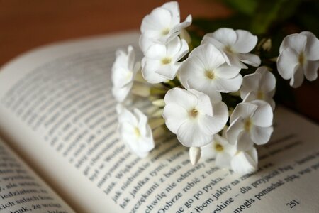 Book white flowers photo